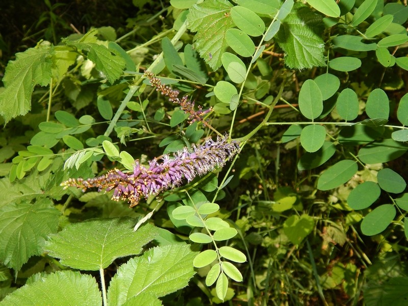 Amorpha fruticosa / Indaco bastardo